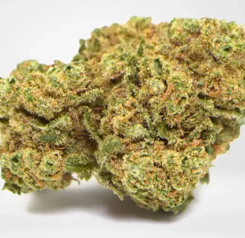 Amnesia Haze Strain